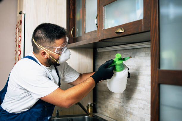 Best Termite Control Services  in Holt, MI