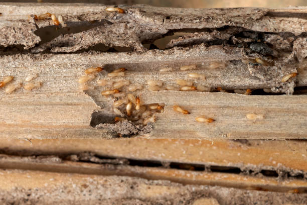 Trusted Holt, MI Pest Control Experts