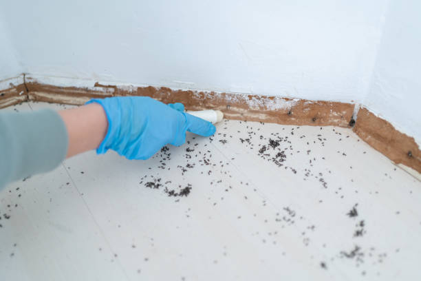Best Local Pest Control Services  in Holt, MI